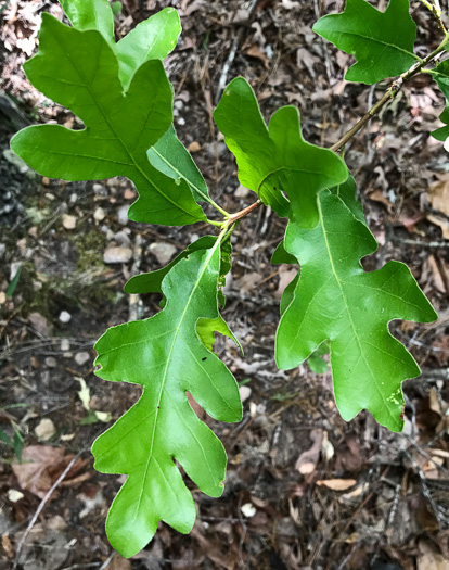 Sand Post Oak