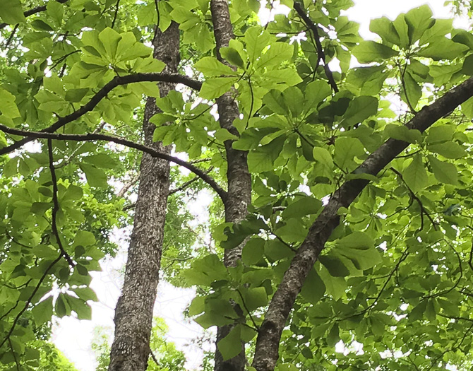 image of Magnolia pyramidata, Pyramid Magnolia