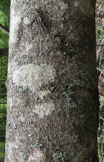 image of Magnolia pyramidata, Pyramid Magnolia