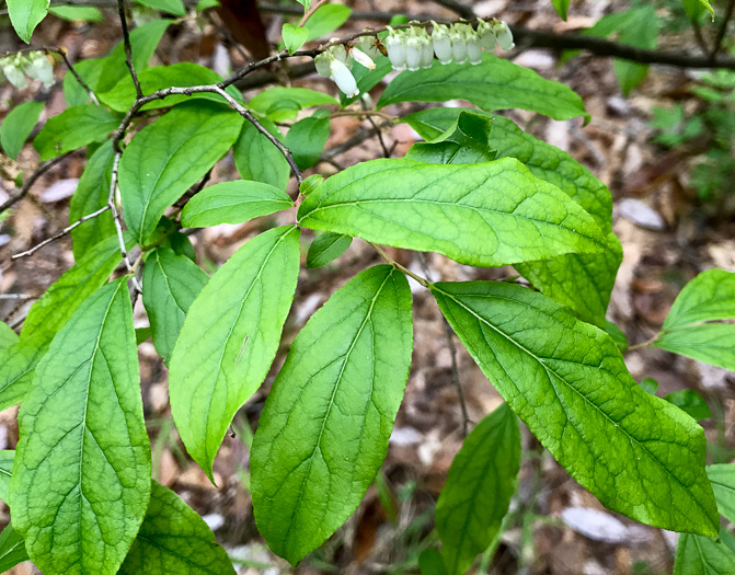 image of Eubotrys racemosus, Coastal Fetterbush, Swamp Sweetbells, Swamp Leucothoe, Swamp Fetterbush