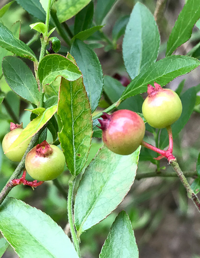 image of Vaccinium elliottii, Mayberry, Elliott's Blueberry