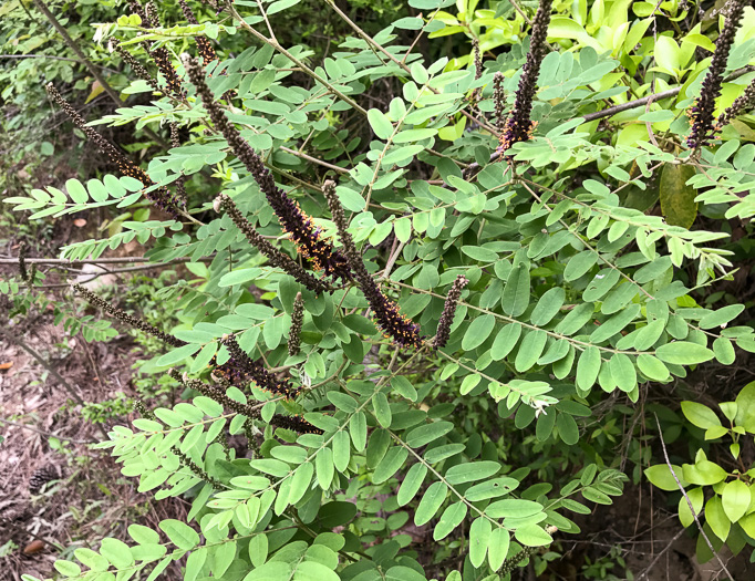 image of Amorpha fruticosa, False Indigo, Tall Indigo-bush, False Indigo-bush