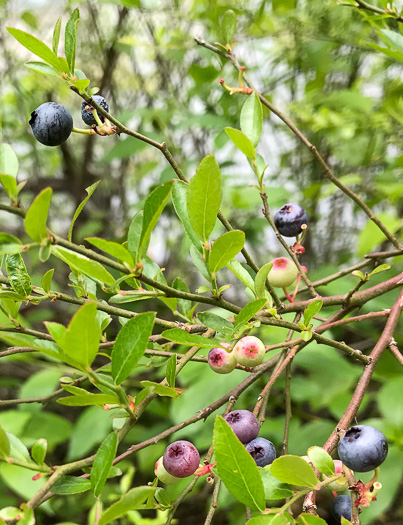 Berry Identification Chart