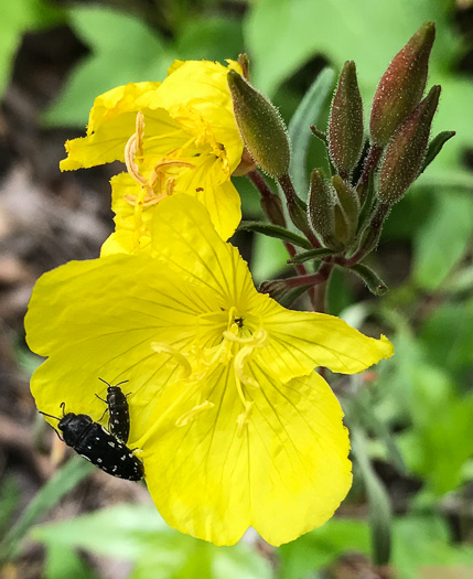 image of Oenothera fruticosa var. fruticosa, Narrowleaf Sundrops