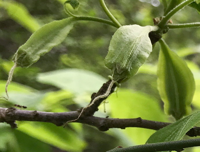 image of Halesia diptera var. diptera, Common Two-wing Silverbell