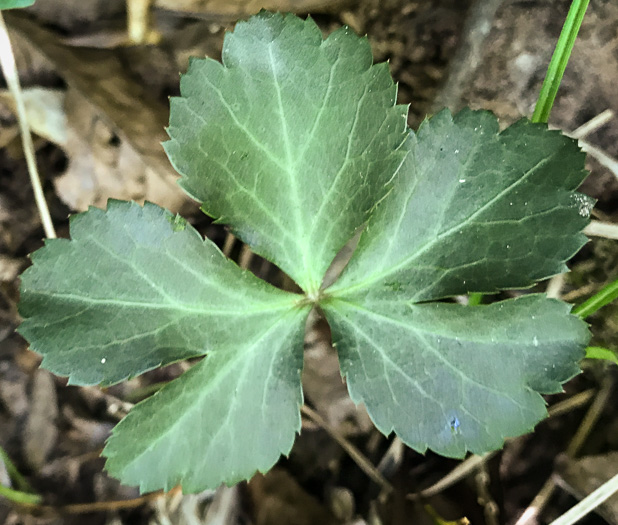 image of Sanicula smallii, Small's Sanicle, Southern Sanicle, Small's Black-snakeroot