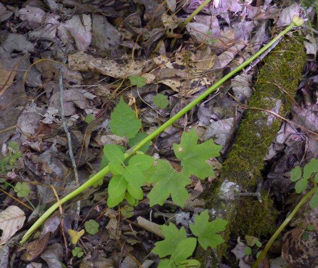 image of Zephyranthes atamasco, Common Atamasco Lily, Rain-lily, Easter Lily, Naked Lily