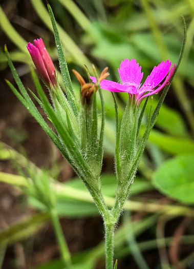 image of Dianthus armeria, Deptford Pink