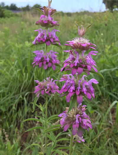 image of Monarda citriodora var. citriodora, Lemon Bergamot, Lemon Mint