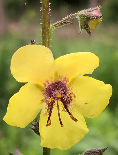 Verbascum blattaria, Moth Mullein