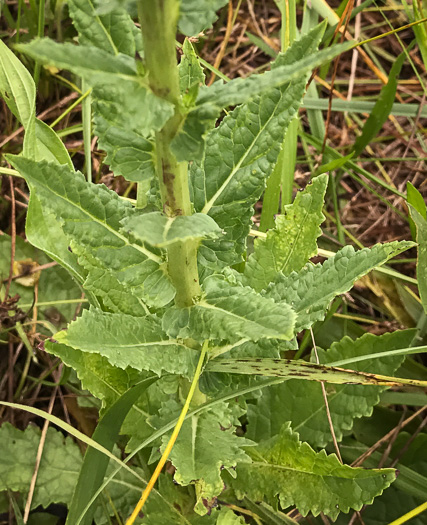 image of Verbascum blattaria, Moth Mullein