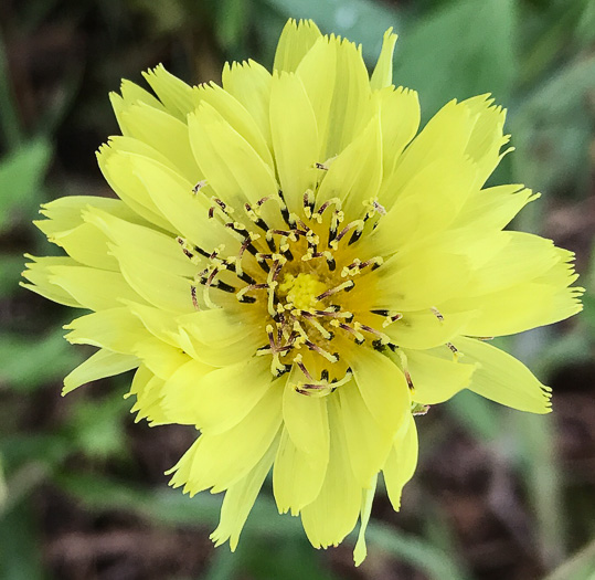 Pyrrhopappus carolinianus, Carolina False-dandelion, Carolina Desert-chicory