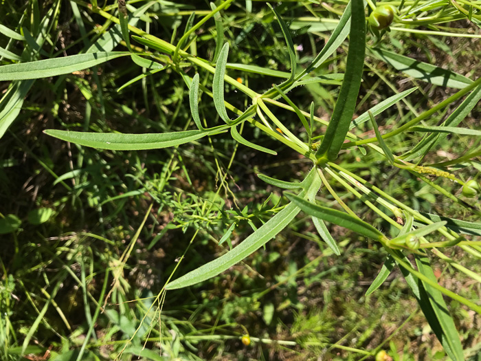 image of Coreopsis lanceolata, Lanceleaf Coreopsis, Longstalk Coreopsis, Lanceleaf Tickseed