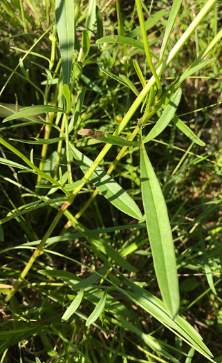 image of Coreopsis lanceolata, Lanceleaf Coreopsis, Longstalk Coreopsis, Lanceleaf Tickseed