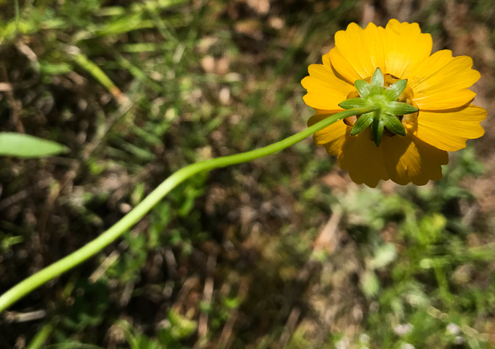 Coreopsis lanceolata, Lanceleaf Coreopsis, Longstalk Coreopsis, Lanceleaf Tickseed