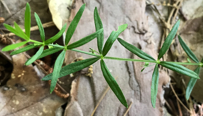 image of Galium uniflorum, One-flowered Bedstraw