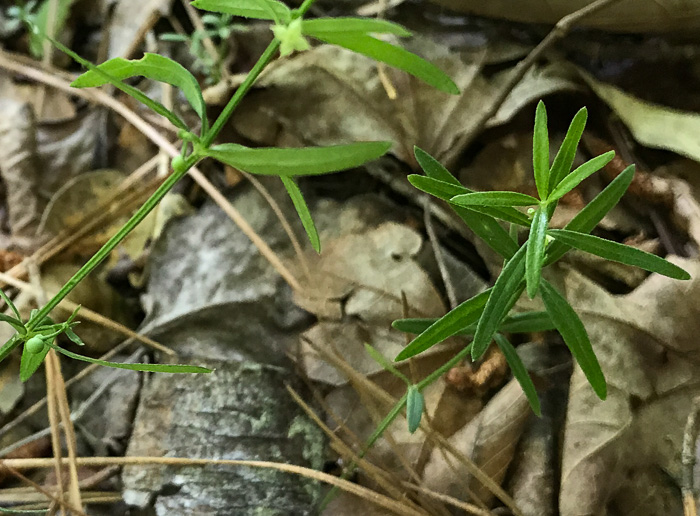 image of Galium uniflorum, One-flowered Bedstraw