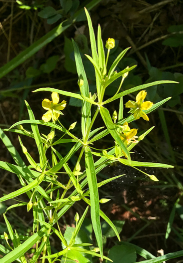 image of Steironema lanceolatum, Lanceleaf Loosestrife