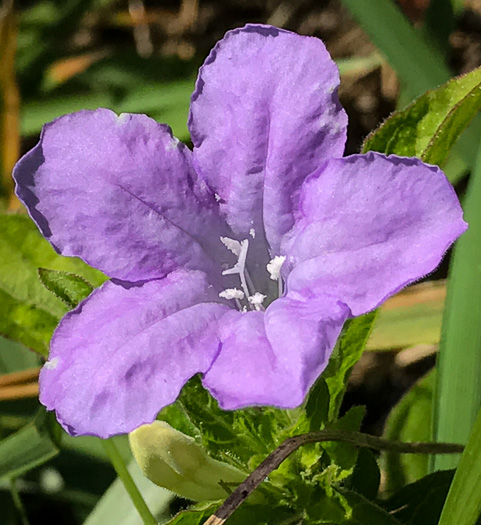 image of Ruellia caroliniensis, Carolina Wild-petunia, Common Wild-petunia, Hairy Ruellia