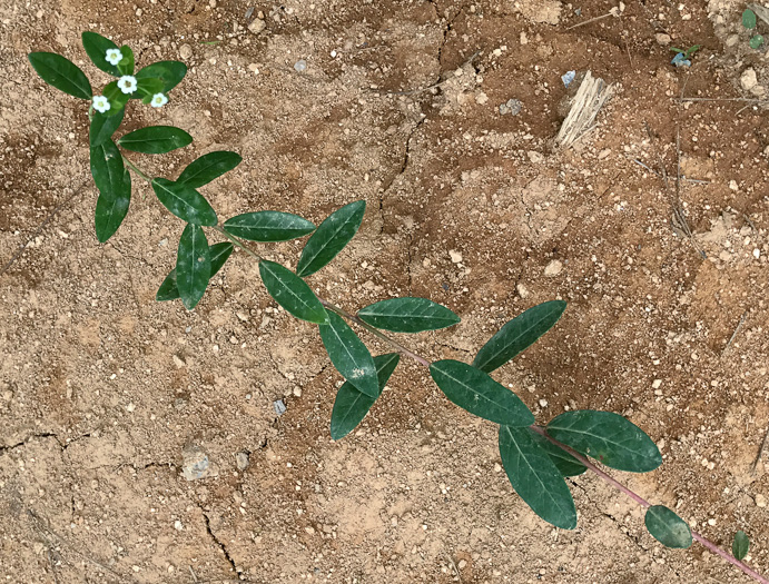 Euphorbia pubentissima, False Flowering Spurge, Southeastern Flowering Spurge, Southern Flowering Spurge