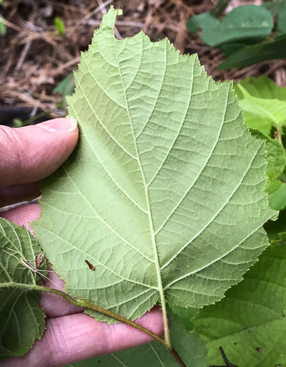 image of Corylus americana, American Hazelnut, American Filbert