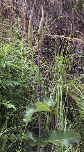 image of Asclepias amplexicaulis, Wavyleaf Milkweed, Clasping Milkweed, Sand Milkweed, Blunt-leaved Milkweed