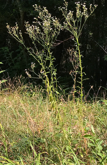 image of Erigeron annuus, Annual Fleabane