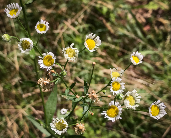 image of Erigeron annuus, Annual Fleabane