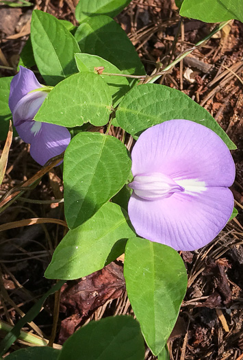 image of Centrosema virginianum var. virginianum, Climbing Butterfly-pea, Spurred Butterfly-pea