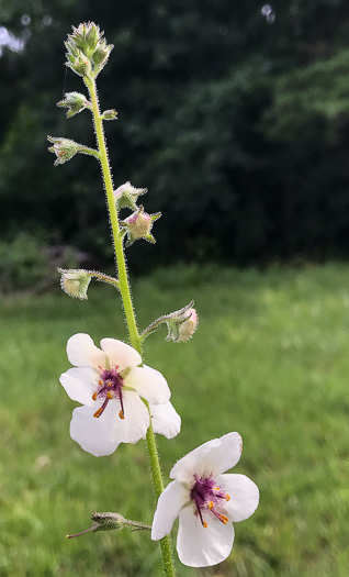 Verbascum blattaria, Moth Mullein