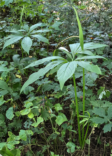 image of Pinellia pedatisecta, Chinese Green Dragon, Fan-leaf Chinese Green Dragon, Pinellia