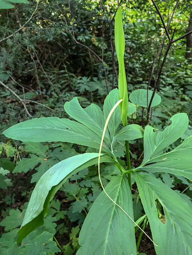 image of Pinellia pedatisecta, Chinese Green Dragon, Fan-leaf Chinese Green Dragon, Pinellia