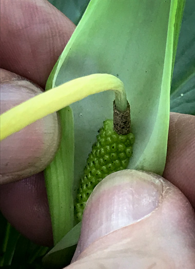 image of Pinellia pedatisecta, Chinese Green Dragon, Fan-leaf Chinese Green Dragon, Pinellia