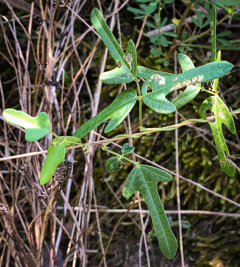 image of Strophostyles helvola, Annual Sand Bean, Beach Pea, Trailing Wild Bean, Trailing Fuzzy-Bean