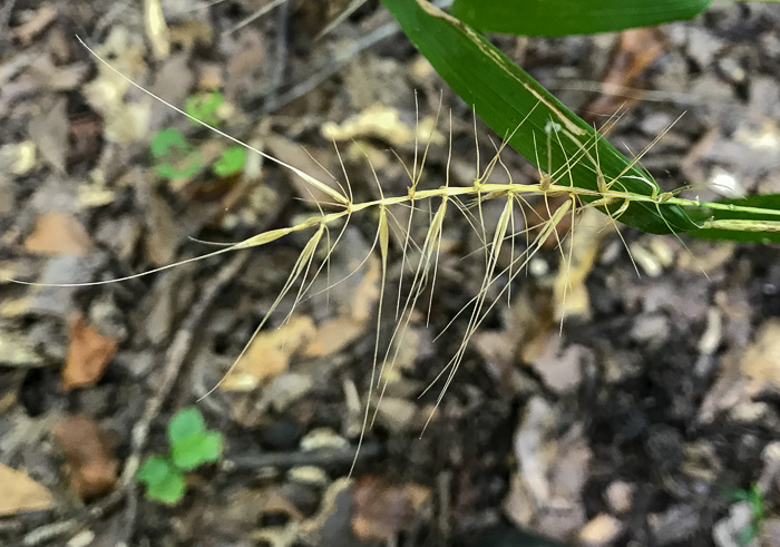 image of Elymus hystrix var. hystrix, Common Bottlebrush Grass, Eastern Bottlebrush-grass