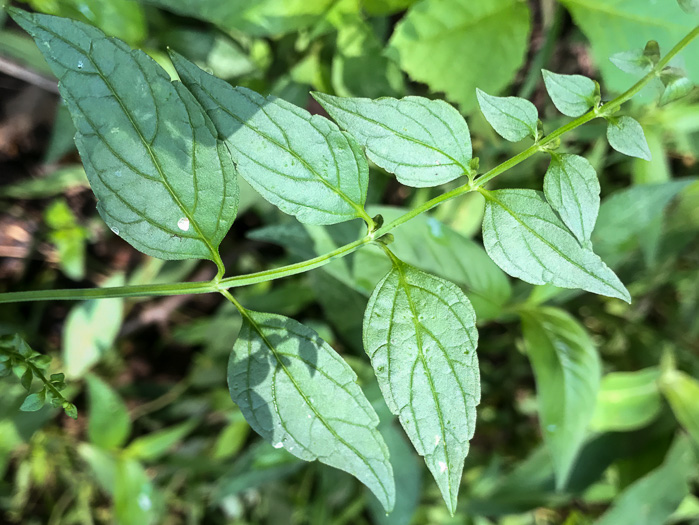 Mad-dog Skullcap