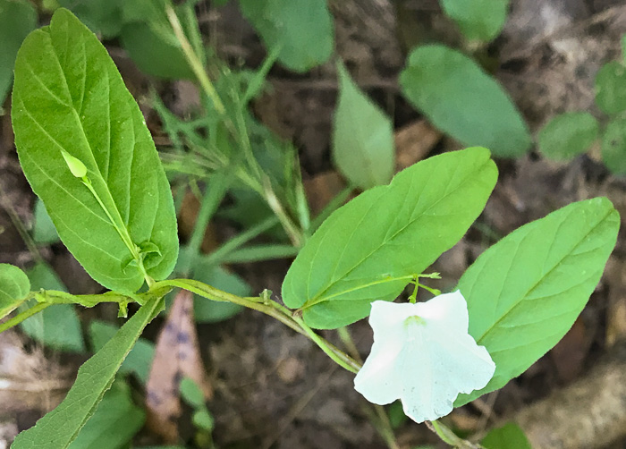 image of Stylisma humistrata, Southern Dawnflower