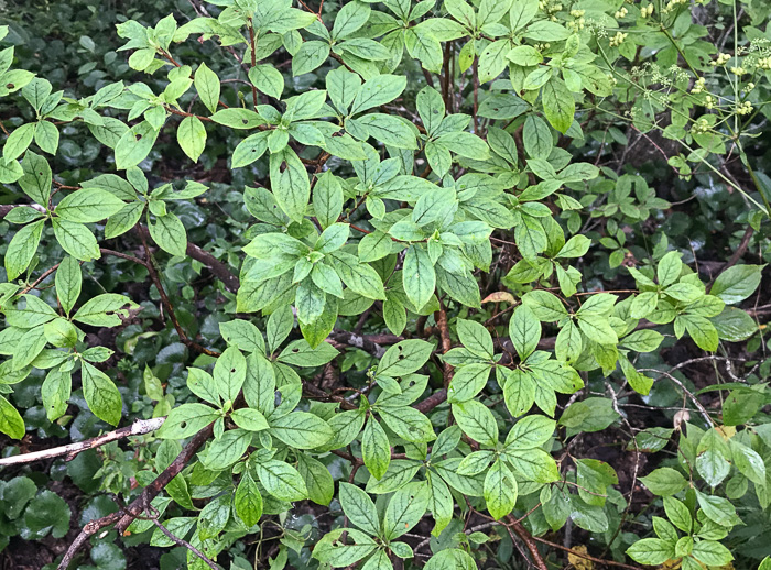 image of Rhododendron pilosum, Minniebush