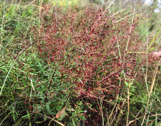 image of Lechea racemulosa, Racemose Pinweed, Appalachian Pinweed, Oblong-fruit Pinweed