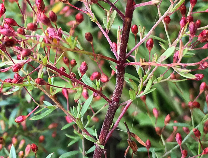 image of Lechea racemulosa, Racemose Pinweed, Appalachian Pinweed, Oblong-fruit Pinweed