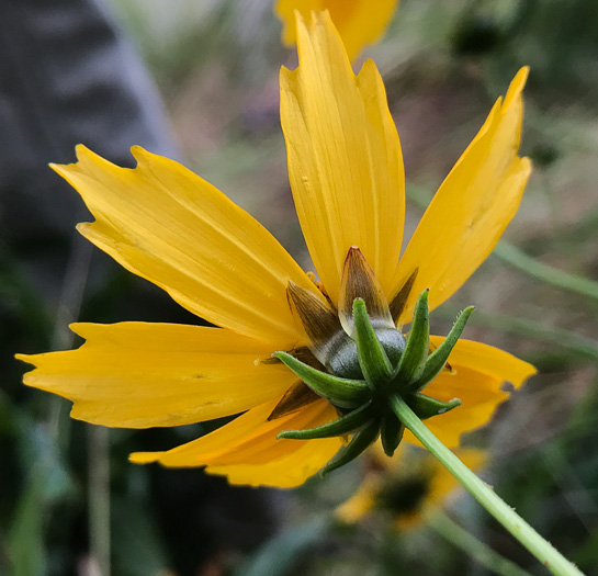 image of Coreopsis pubescens var. pubescens, Common Hairy Coreopsis, Star Tickseed