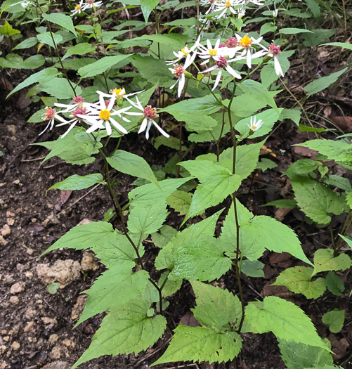 image of Eurybia chlorolepis, Blue Ridge White Heart-leaved Aster, Mountain Wood-aster