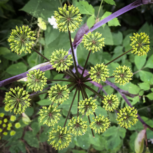 image of Angelica triquinata, Mountain Angelica, Filmy Angelica, Appalachian Angelica