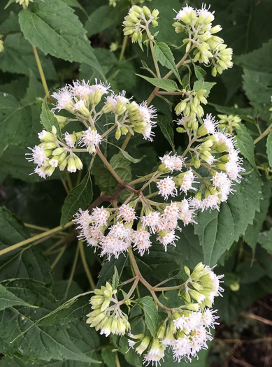 image of Ageratina altissima, Common White Snakeroot, Common Milk-poison