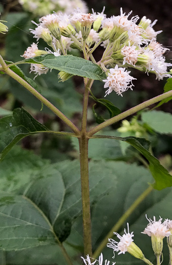 image of Ageratina altissima, Common White Snakeroot, Common Milk-poison