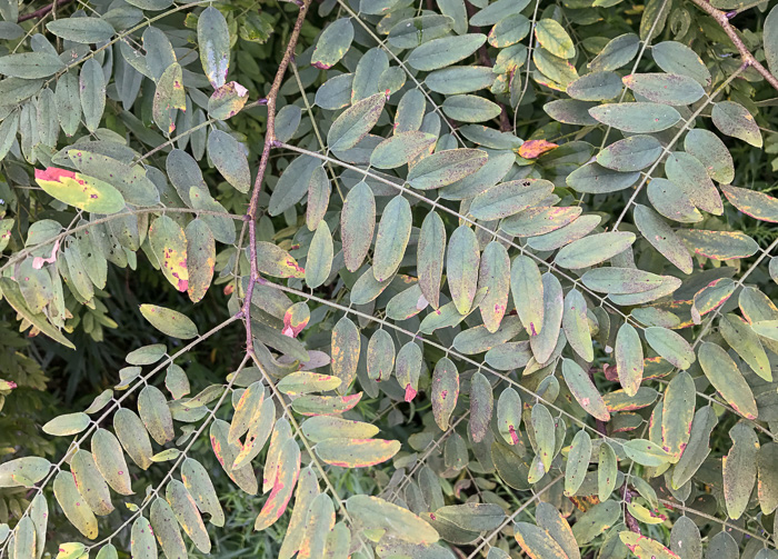 image of Robinia hartwigii, Granite Dome Locust, Highlands Locust, Hartwig's Locust