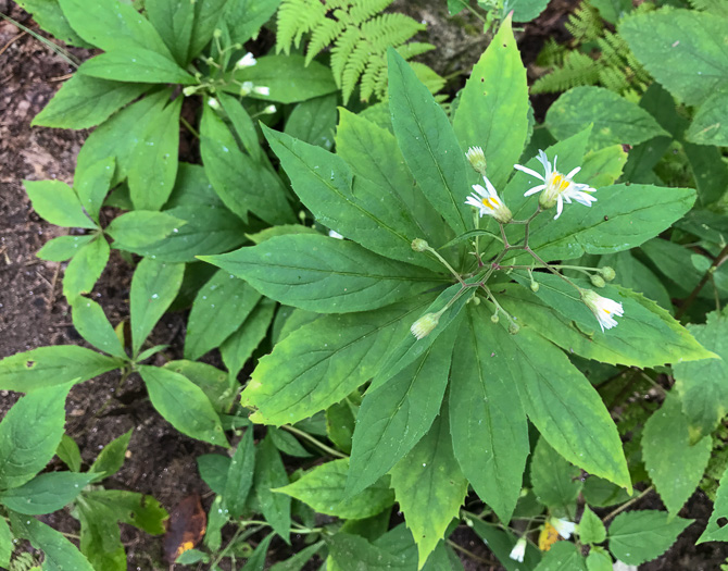 image of Oclemena acuminata, Whorled Nodding-aster, Whorled Wood-aster, Whorled Aster, Floral Wood Aster