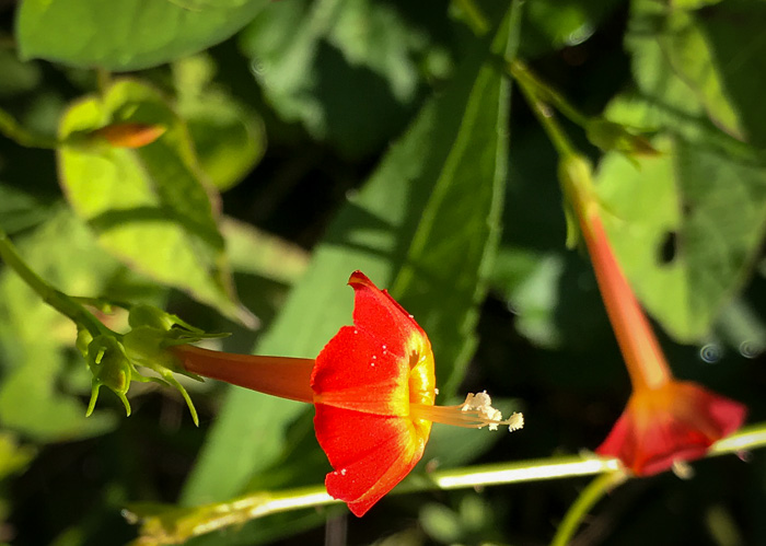 image of Ipomoea coccinea, Small Red Morning Glory, Scarlet Creeper