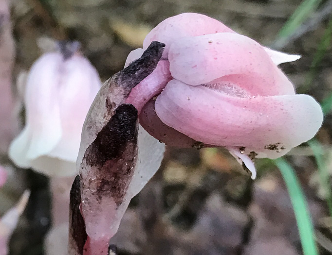 image of Monotropa uniflora, Indian Pipes, Ghost-flower, Ghost Pipes