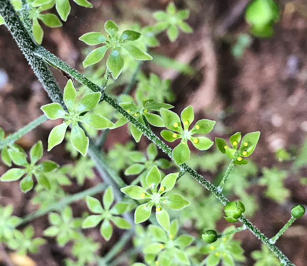 image of Melanthium parviflorum, Mountain Bunchflower, Small-flowered Hellebore, Small False Hellebore, Appalachian Bunchflower